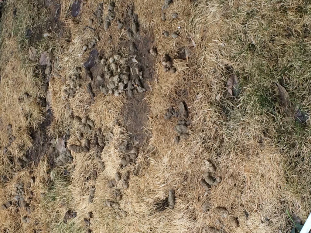 Dog poop1