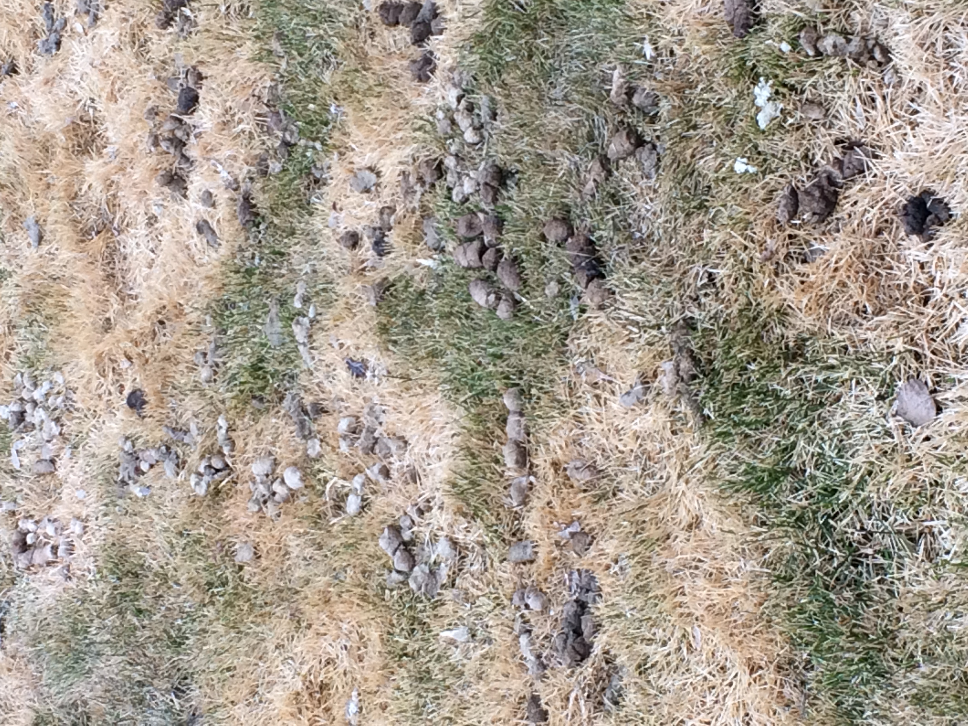 Dog poop2